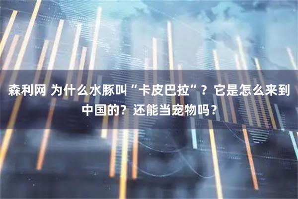森利网 为什么水豚叫“卡皮巴拉”？它是怎么来到中国的？还能当宠物吗？